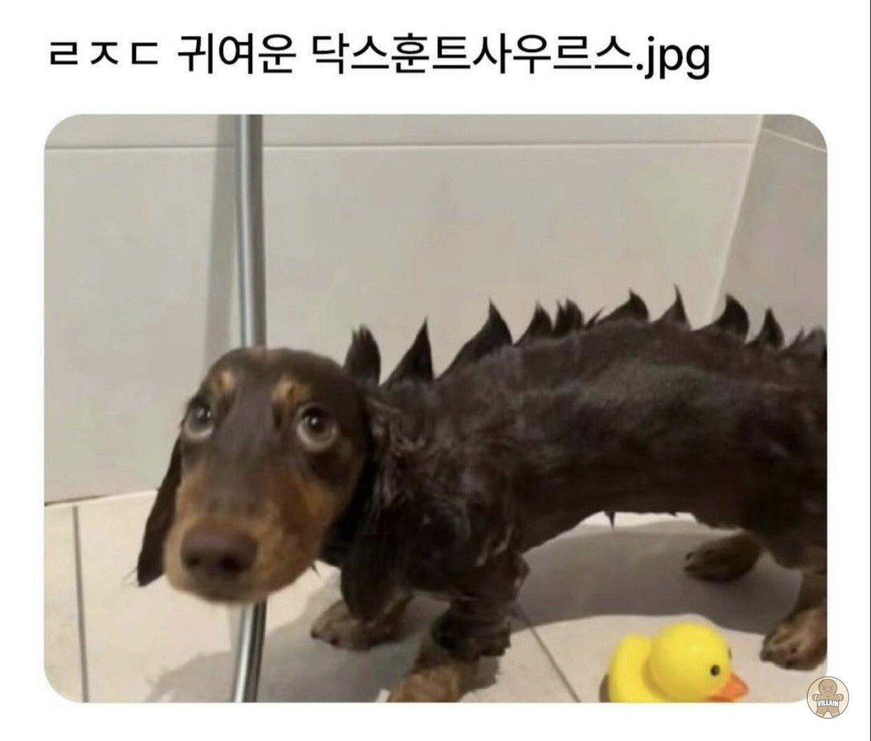 귀여운 닥스훈트사우르스 등장 관련 이미지 1